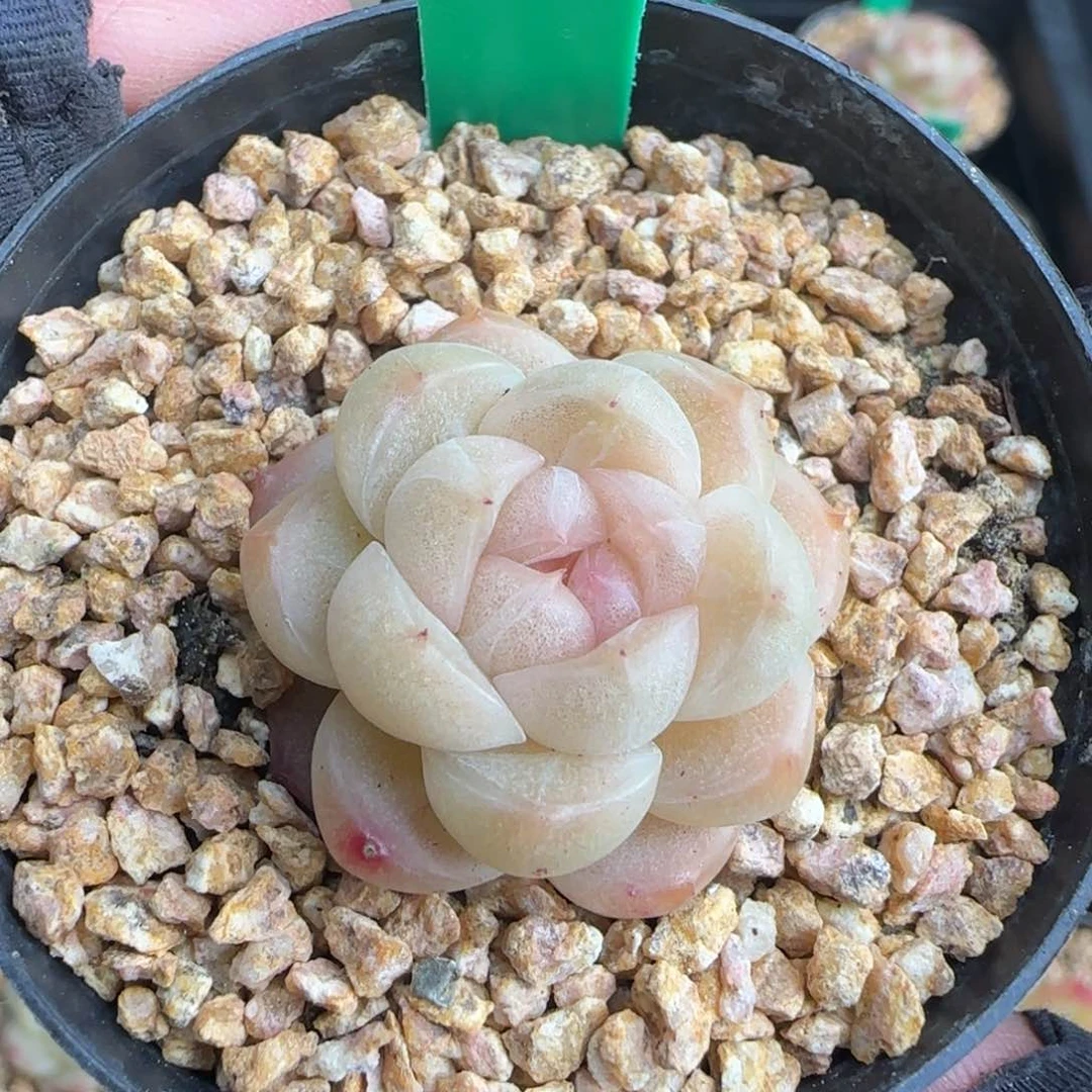 多肉205   麦秆   5厘米盆