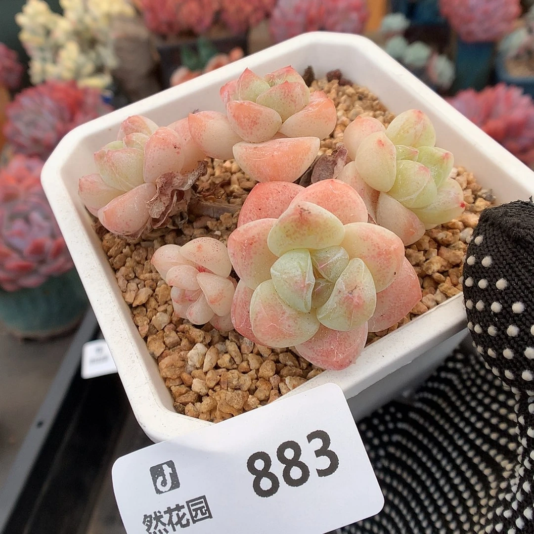 883冰玉多肉植物66666