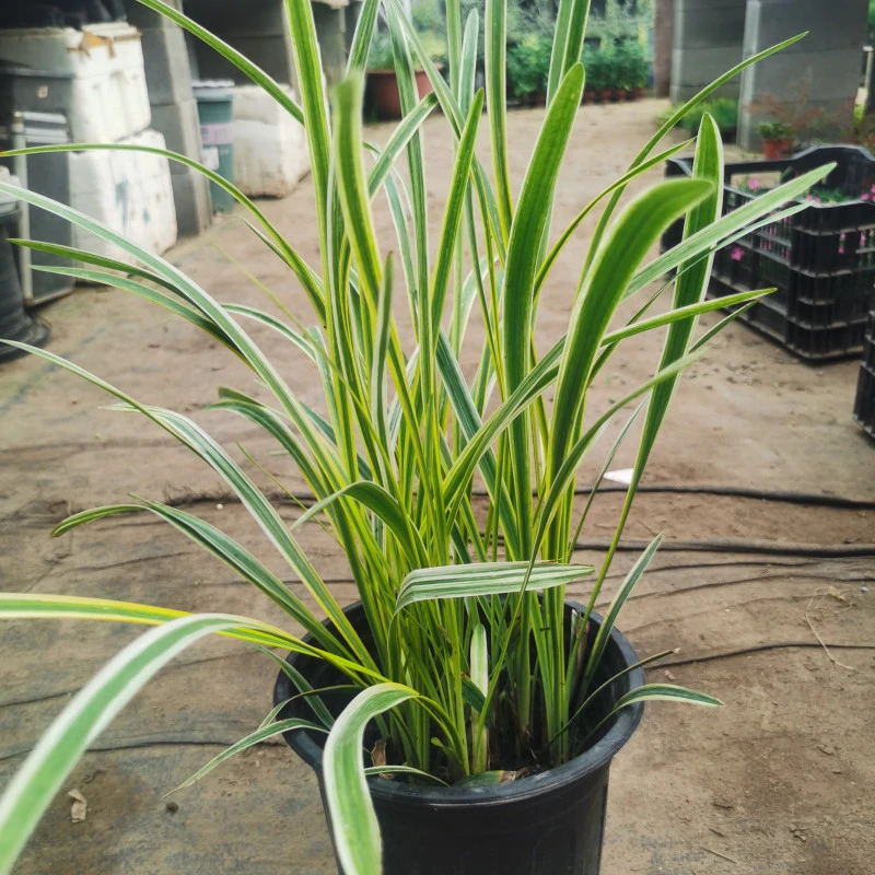 金边麦冬一盆（一加仑）（满六单包邮）