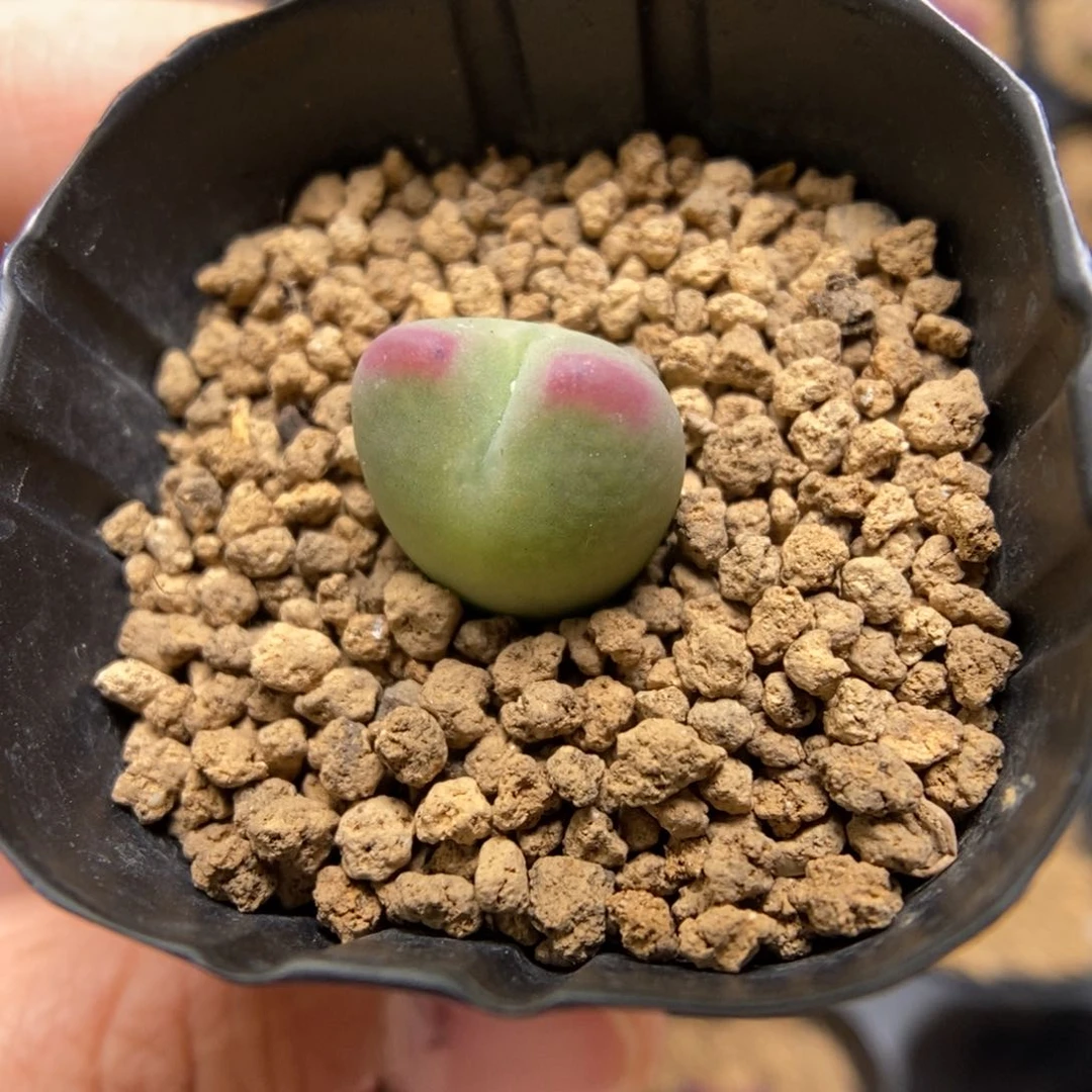 多肉植物肉锥杂交K-3744