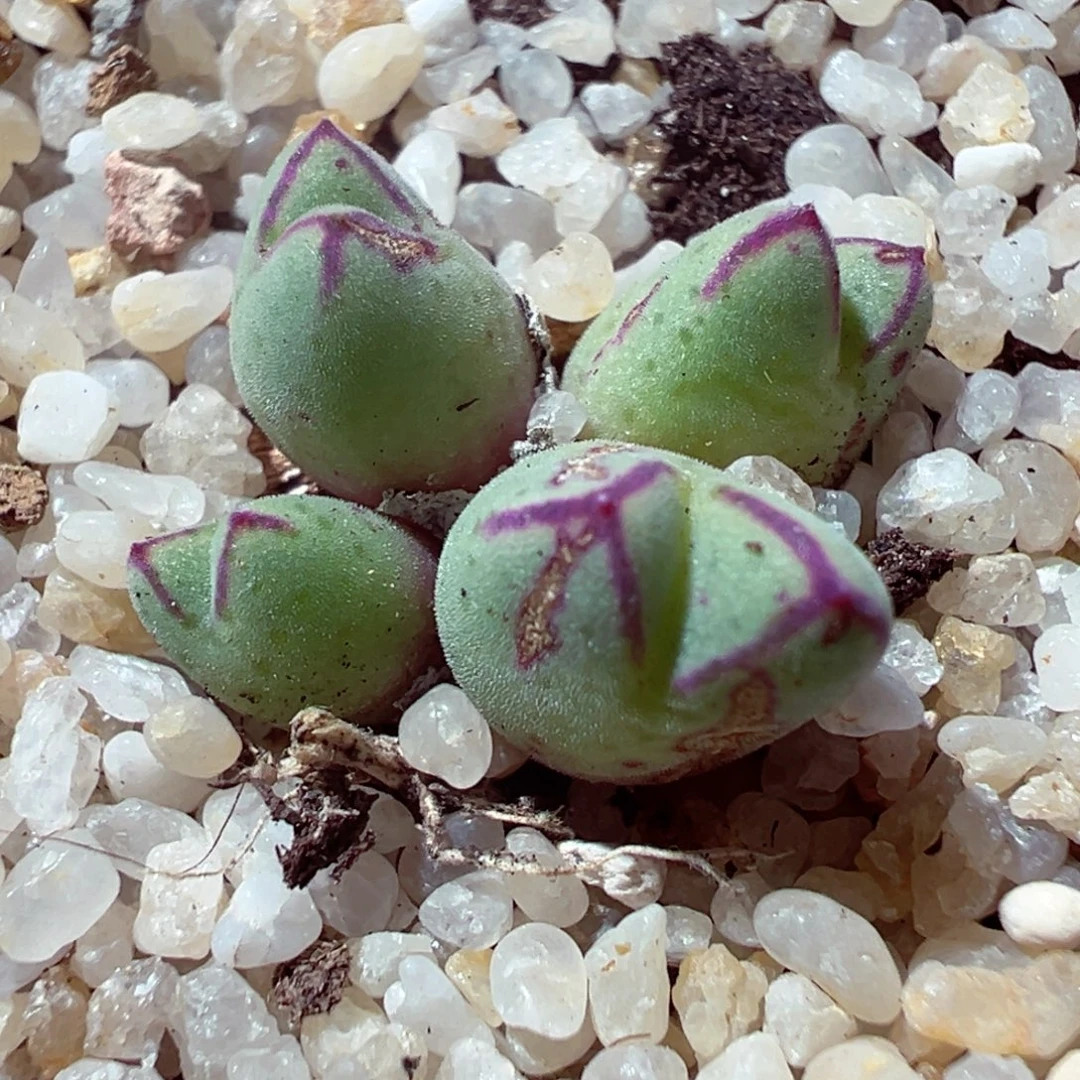 104-530多肉多肉红边猪蹄