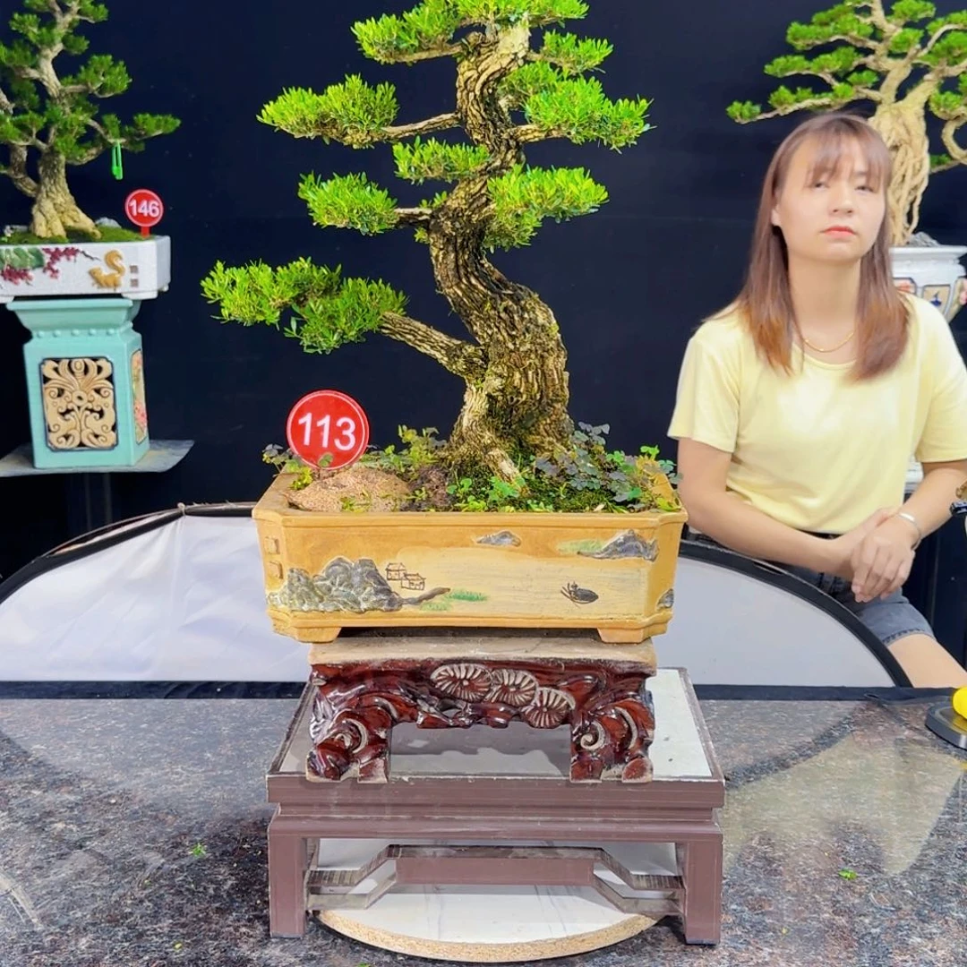 无花朵高端黄杨盆景艺术