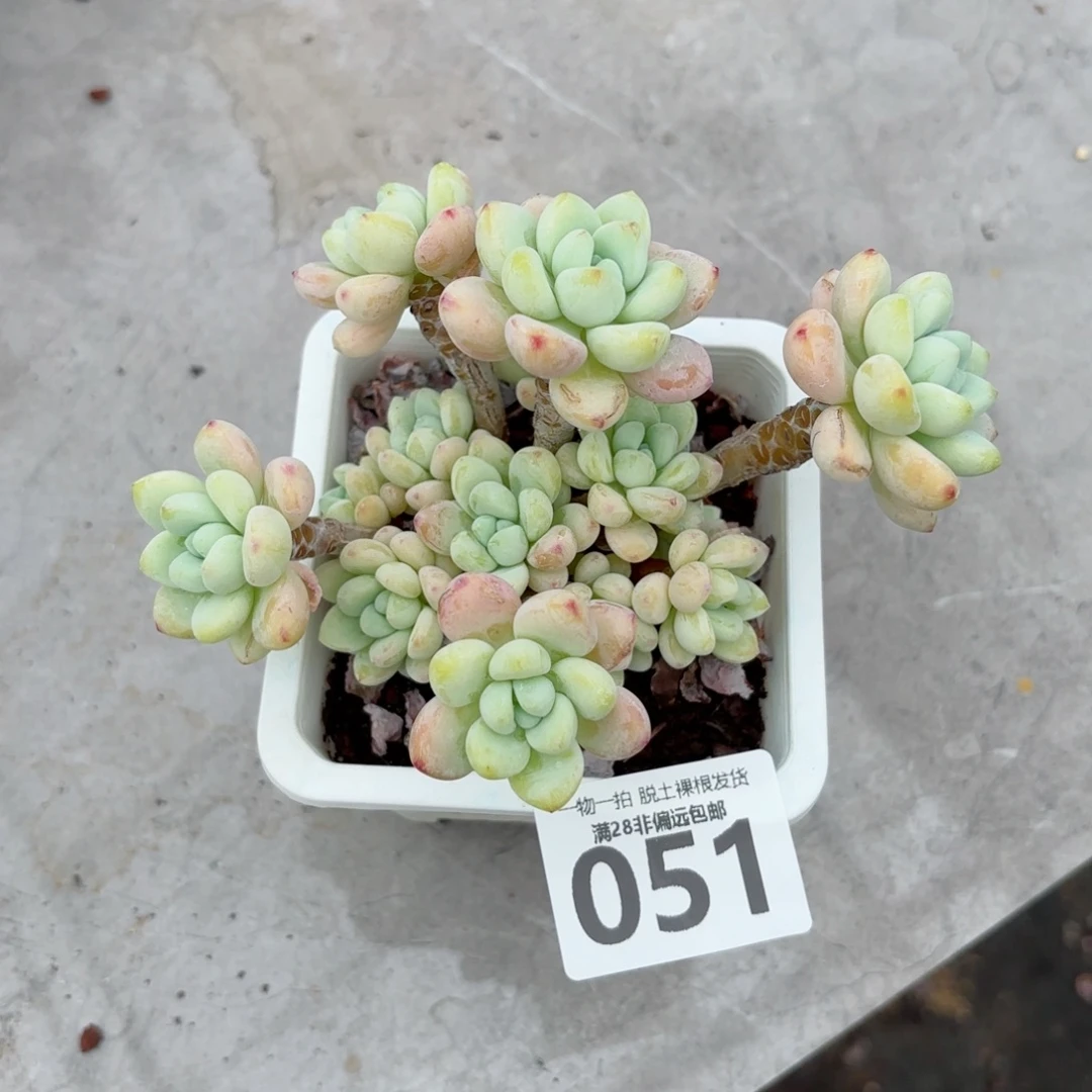 樱花罗绮老桩无盆土发货