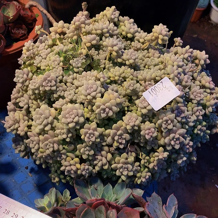 蔷***院        丸叶姬秋丽多肉23001
