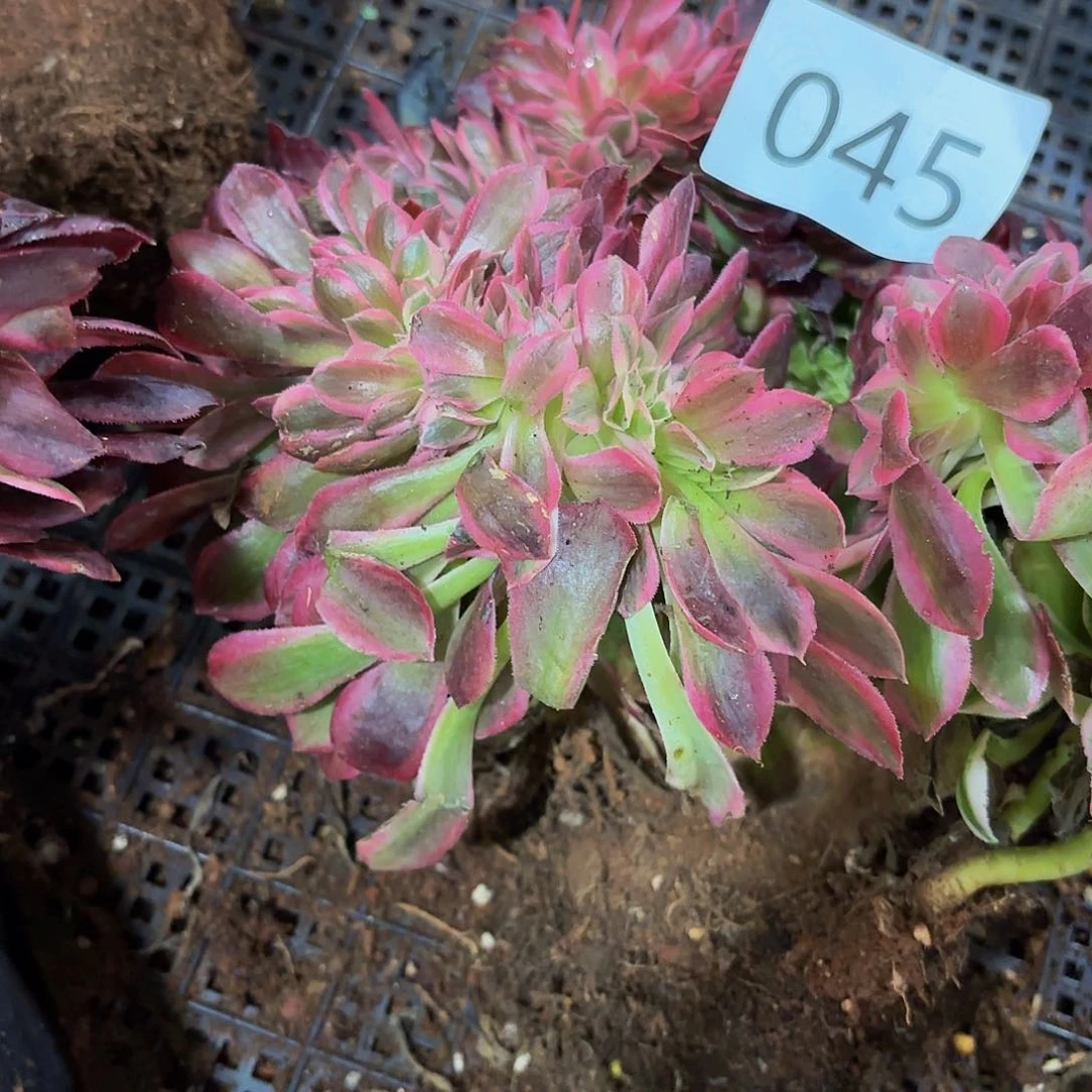 晨*多肉植物福利045