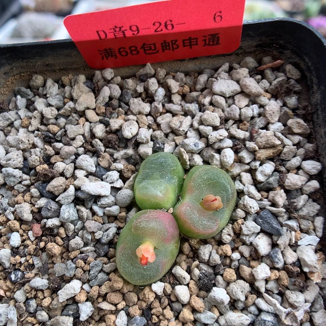 9-26-6 水晶鞋一群