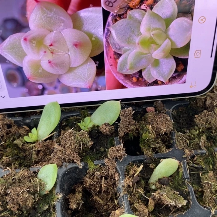 穴盘冰山珍妮芽苗一个多肉