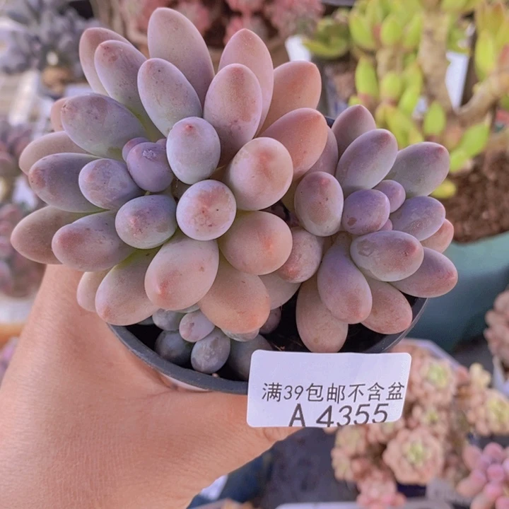 汤圆8cm4355多肉酱