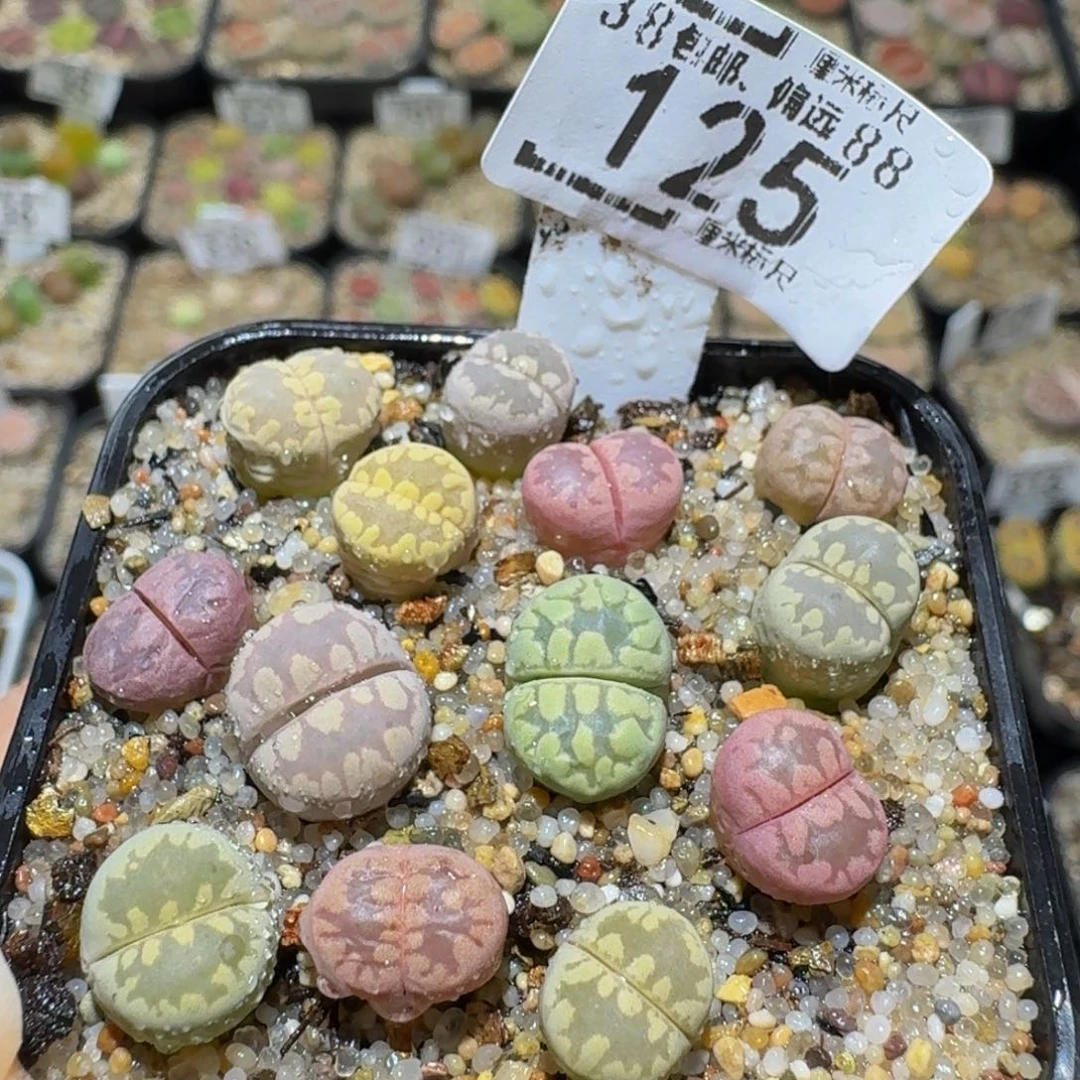 Sssss精品生石花125