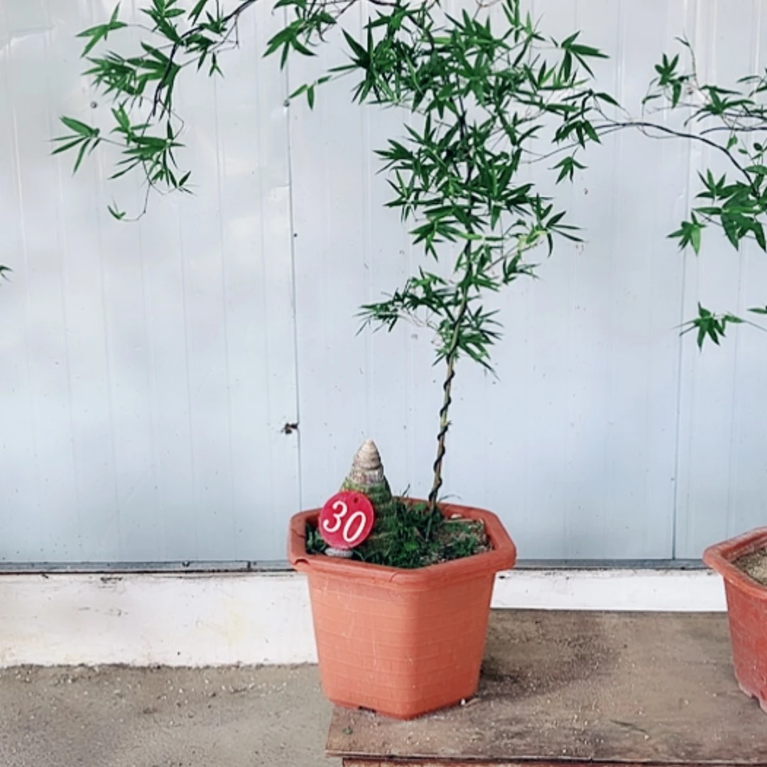 【闪购商品】完全开放至*游