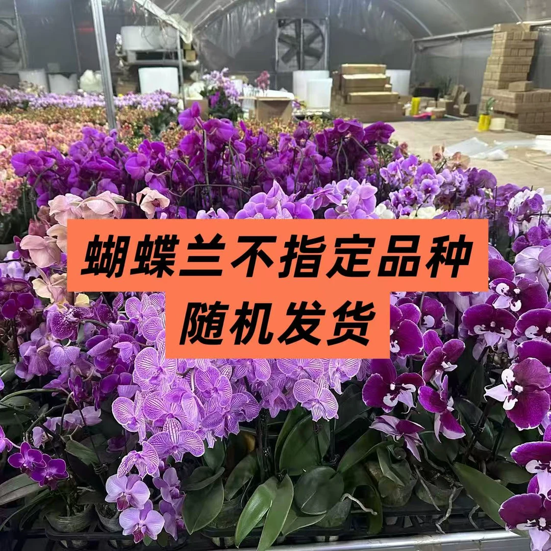 随机蝴蝶兰品种【开花株】带花带苗发货 室内花花 无售后