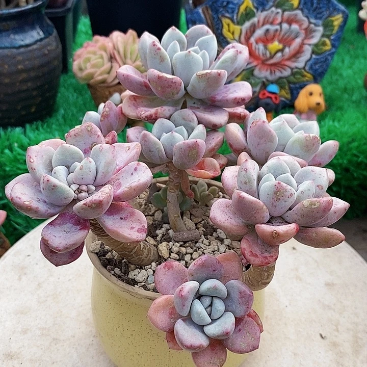 花瓣鹿整无砍多肉