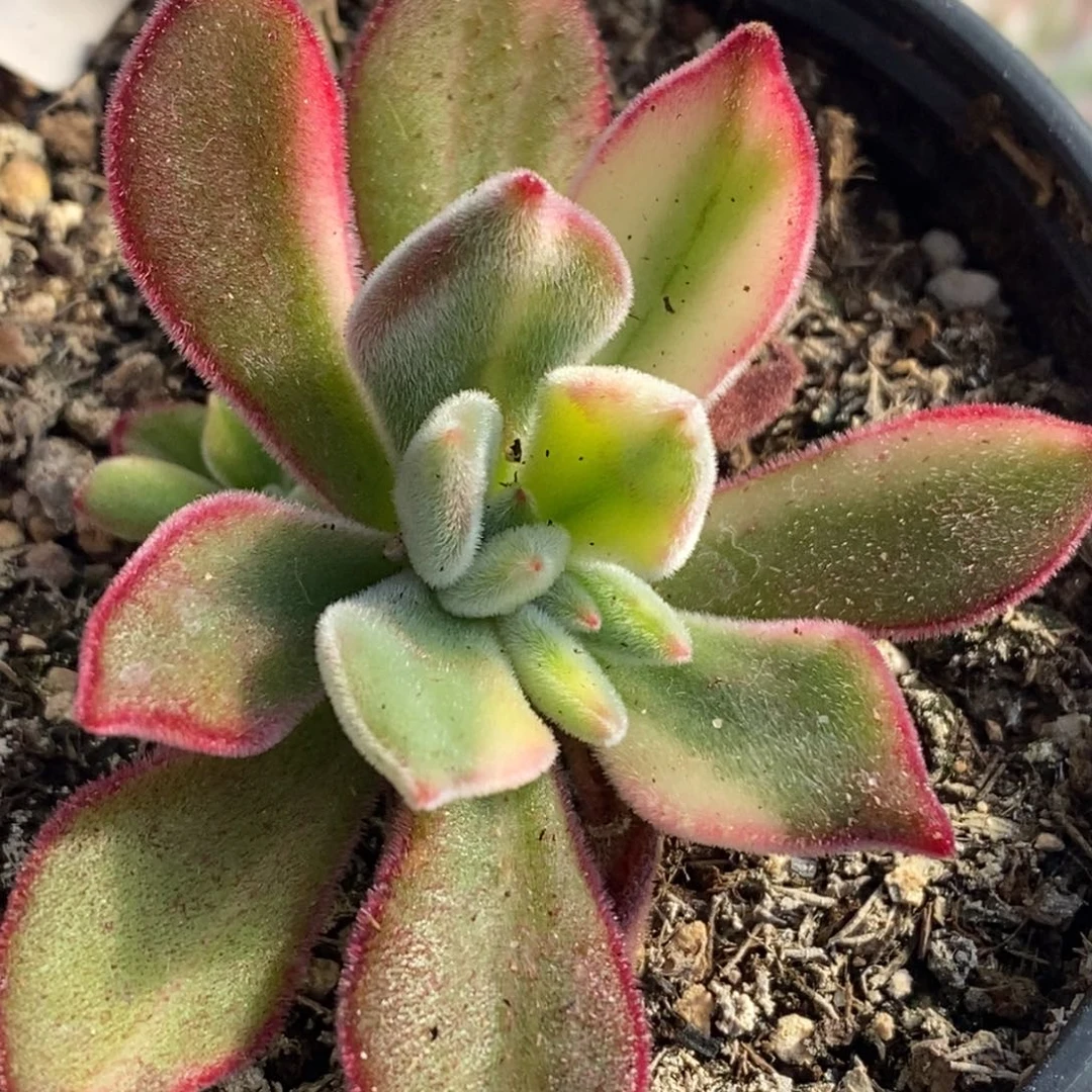 600锦晃星锦单头带侧芽