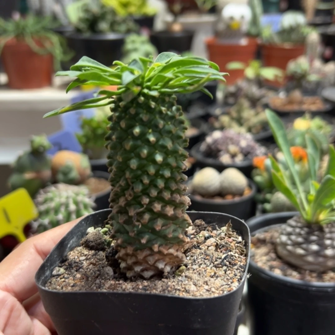 铁甲麒麟带盆11111111