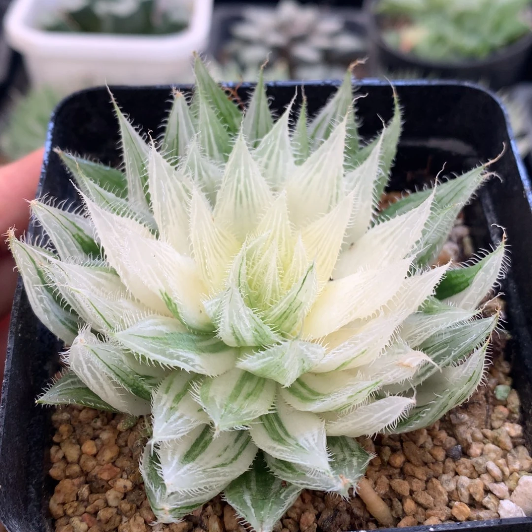 实生原始种玉露锦，