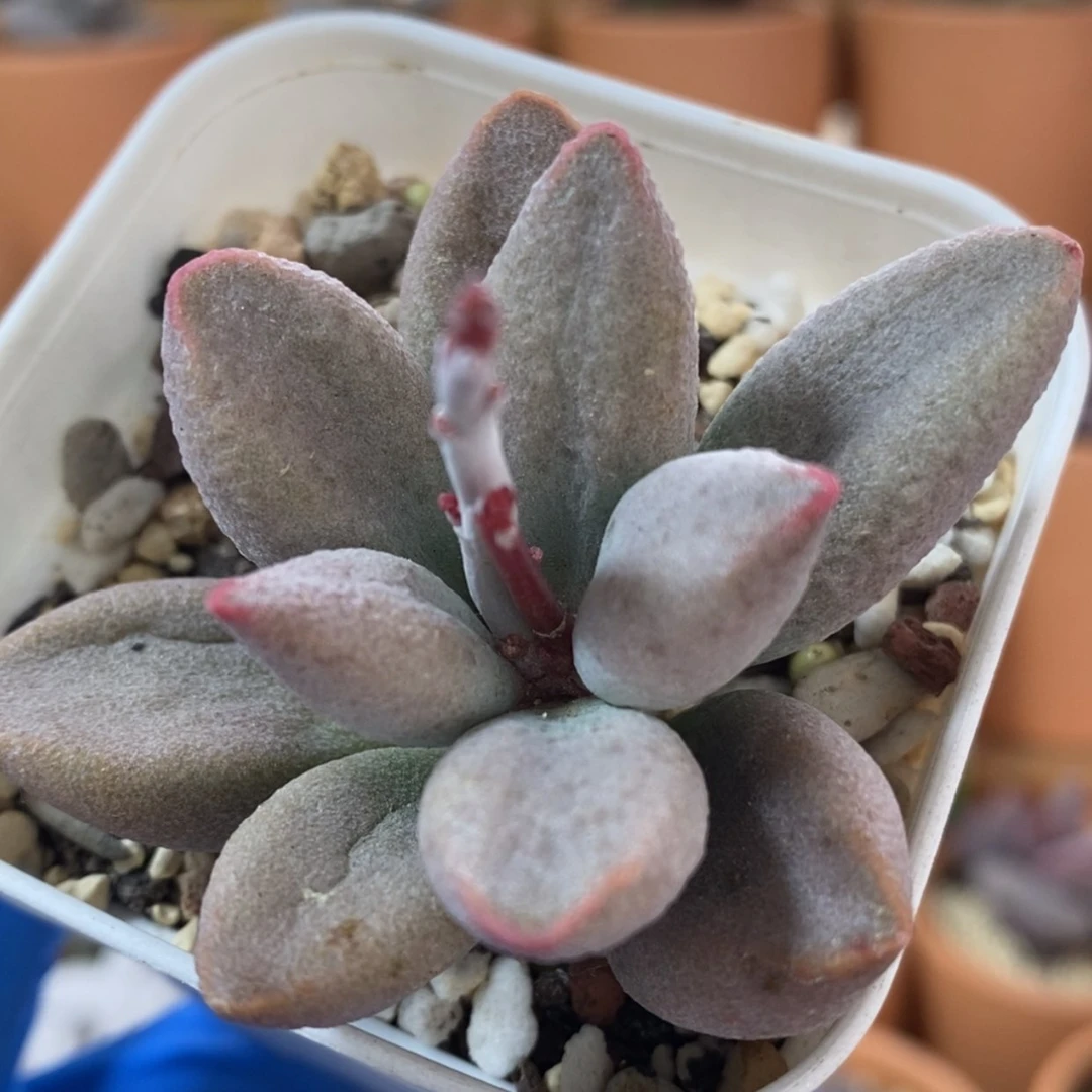 【闪购商品】无花朵白糖豆
