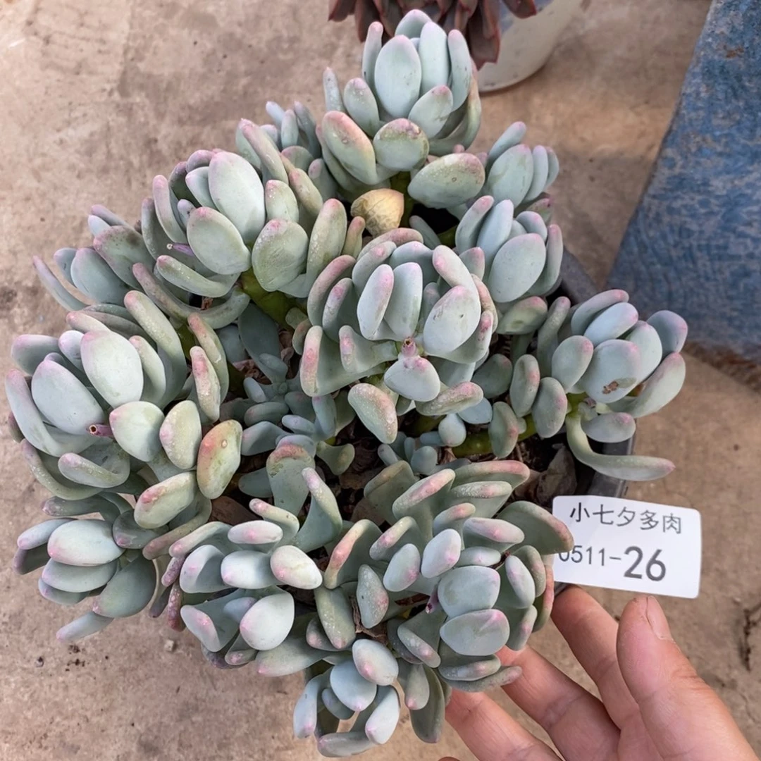 晴*?小七夕多肉三日月美人26