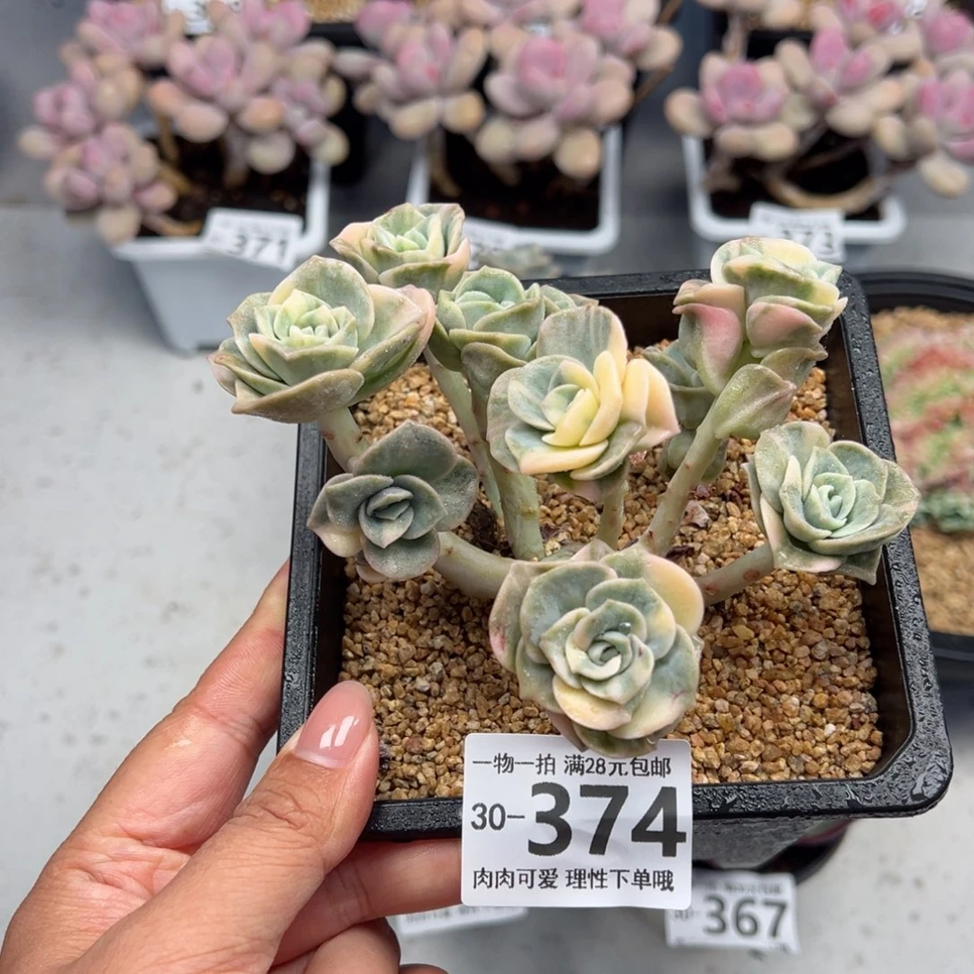 可爱玫瑰锦多肉多肉多肉多肉多肉