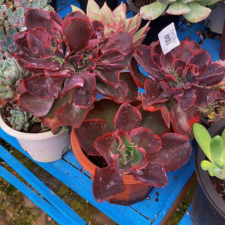 简***活    红酒杯多肉13049