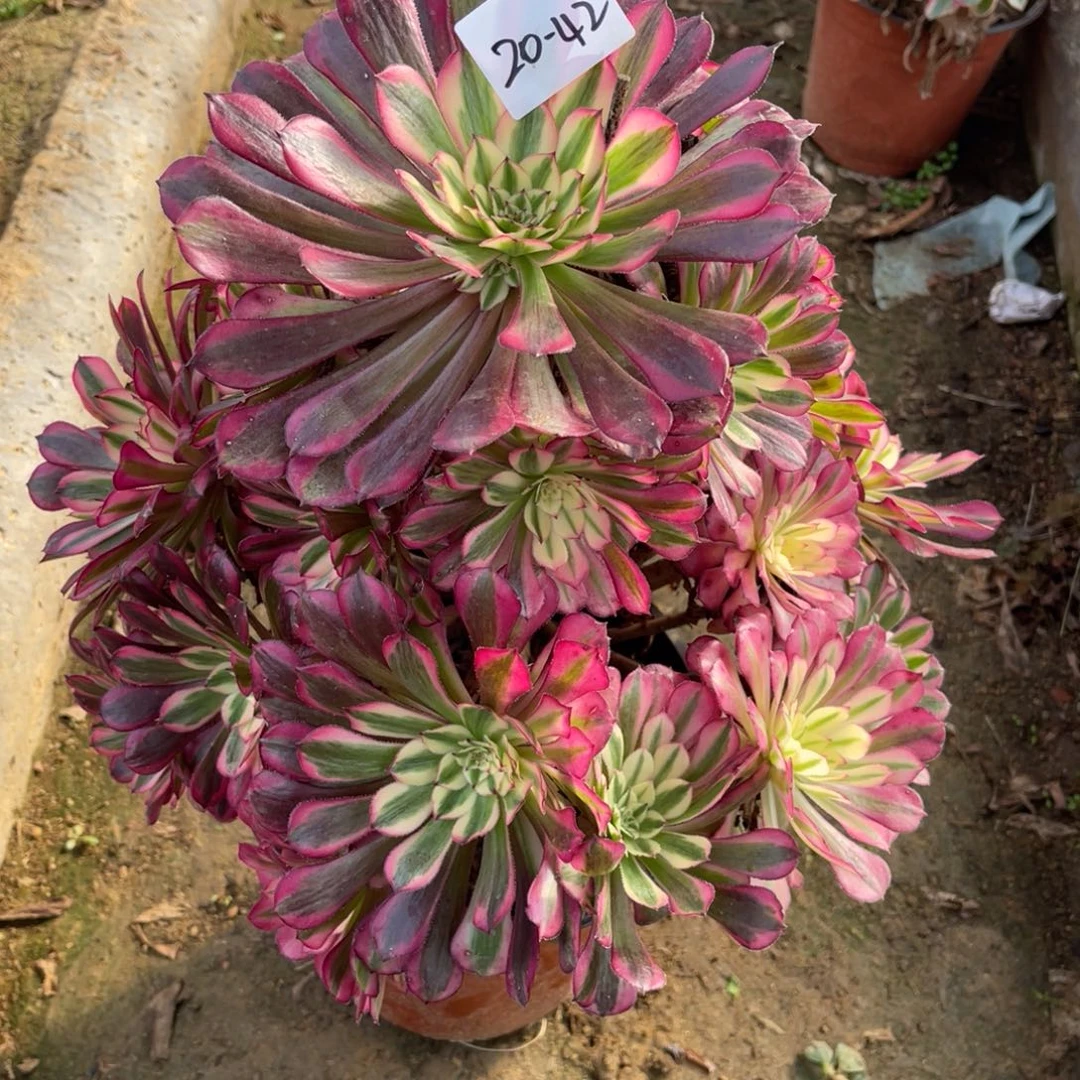 20-42红桶白手捧多肉