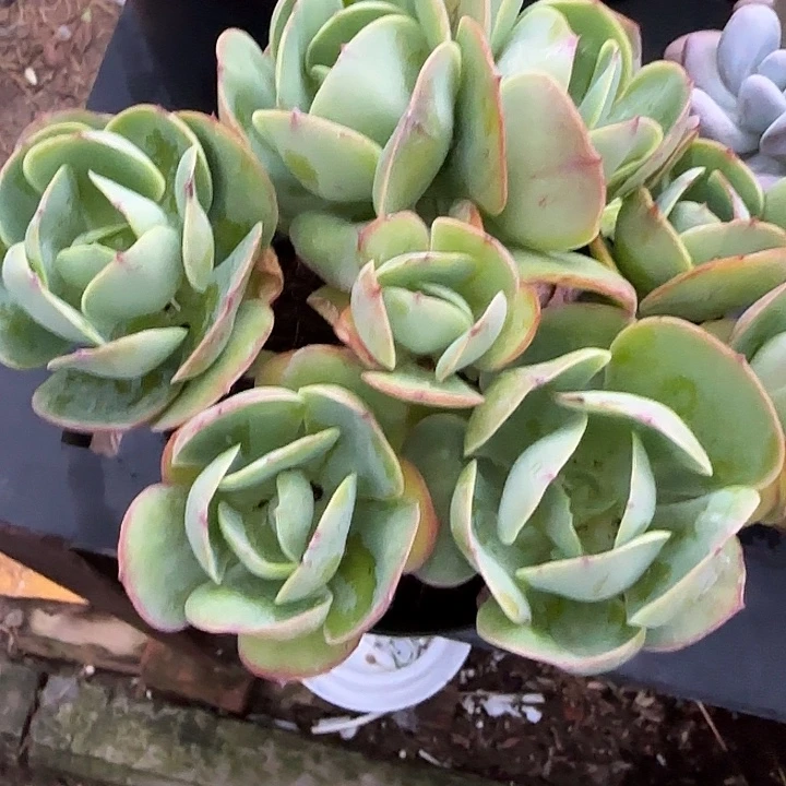 青蛙王子儿童牙膏11