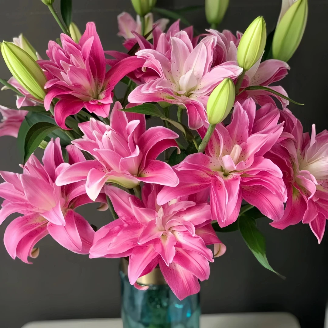 紫莲花重瓣百合种球基地直发庭院阳台盆栽地栽四季花球