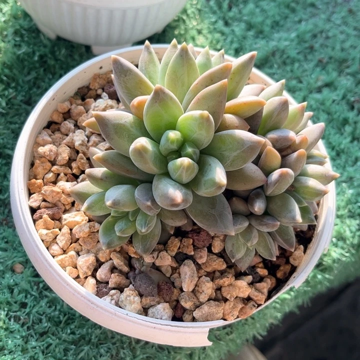 重桉13号码牌子的话题