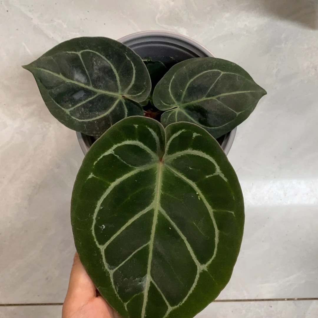 完全开放茄茄紫（紫水晶杂）