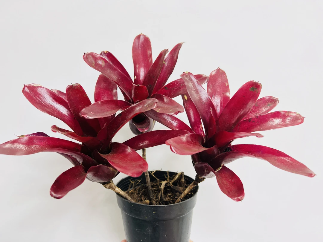 积水凤梨小型品种红火球雨林生态缸造景懒人易养热带植物庭院绿植