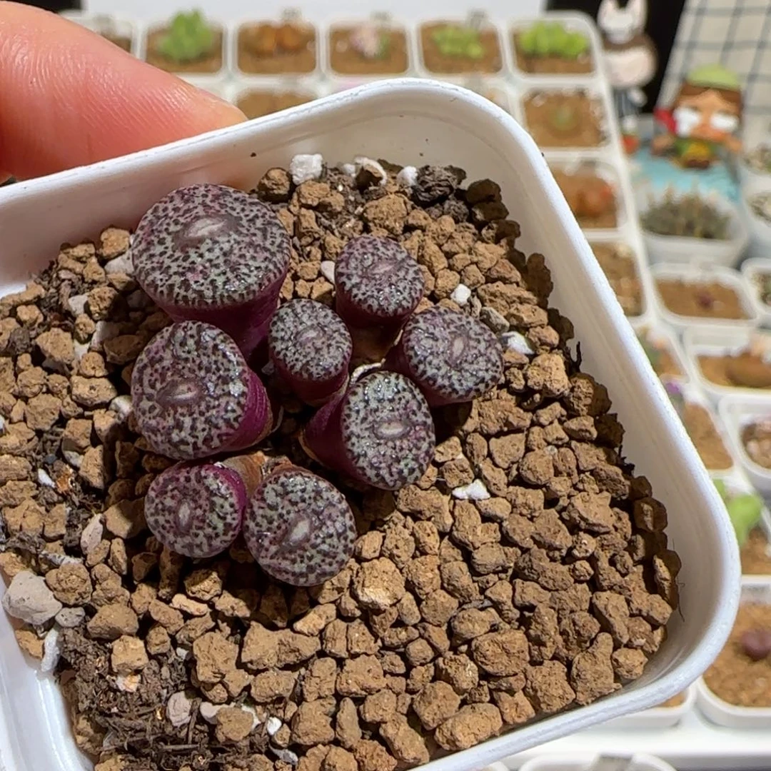 肉锥多肉植物组合-安贞1511