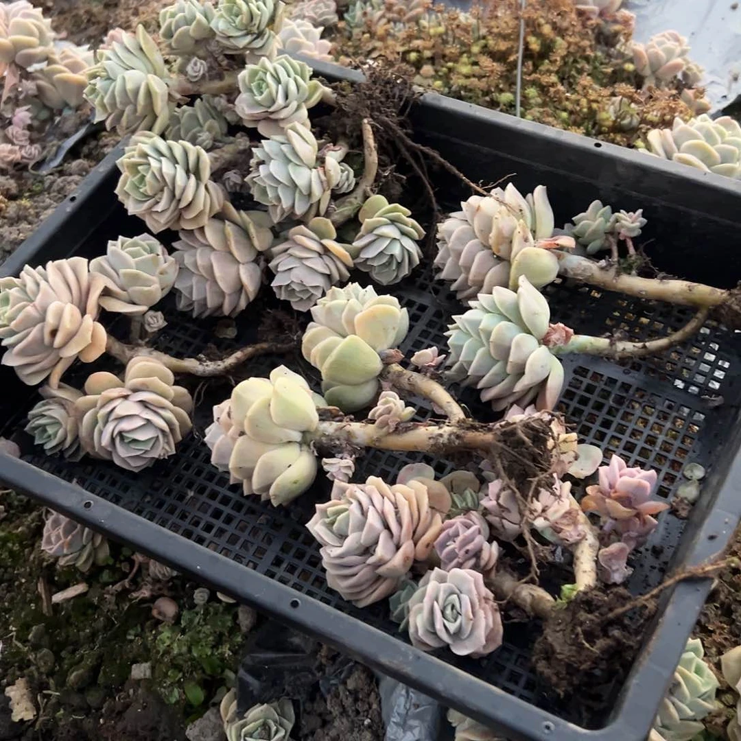 5颗可爱玫瑰不售后