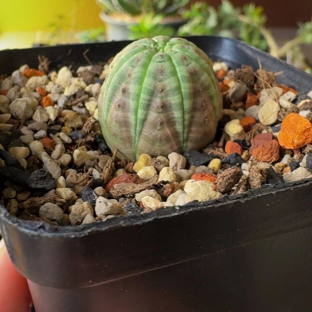 特价 欧系实生布纹球带盆土顺丰空运包邮