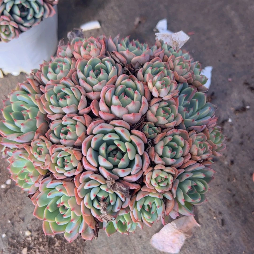 娜娜小勾整装手捧