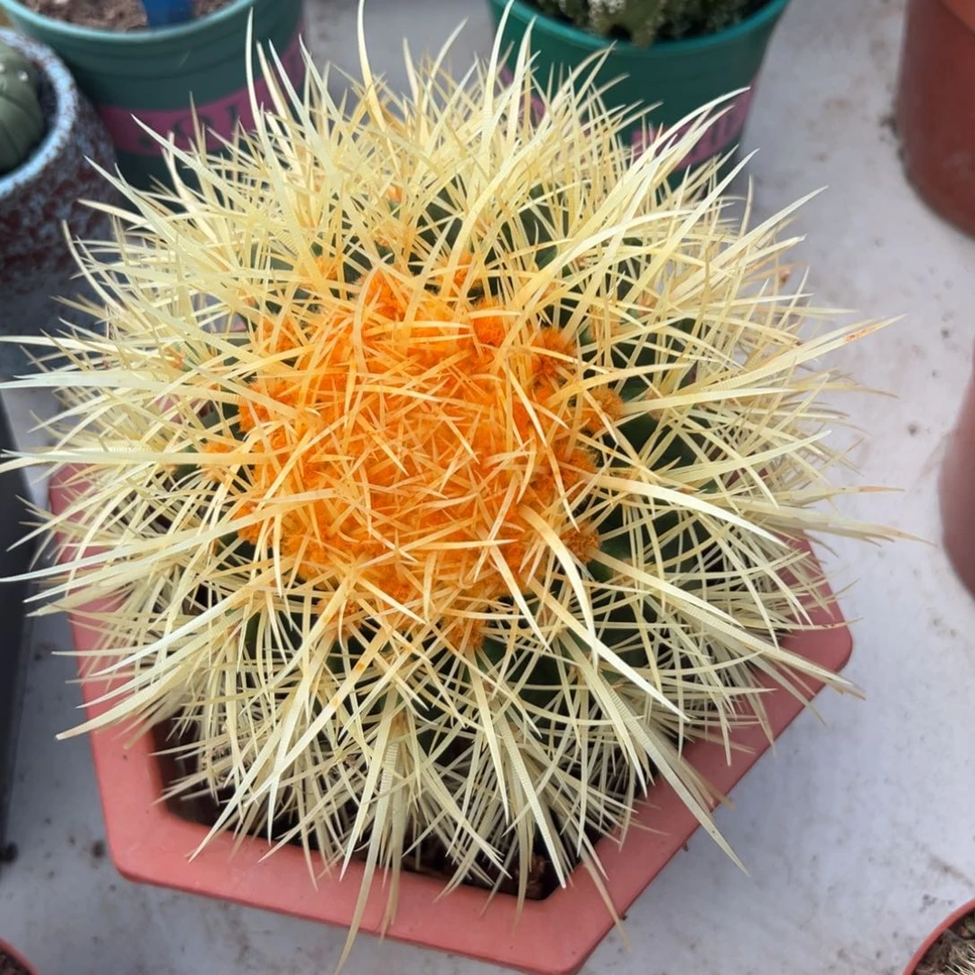 怒虎随机一颗。