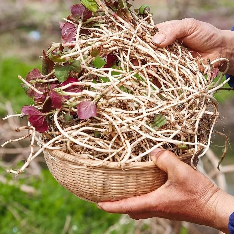 湖南凉拌折耳根新鲜鱼腥草湘西龙山土特产剁椒下饭菜