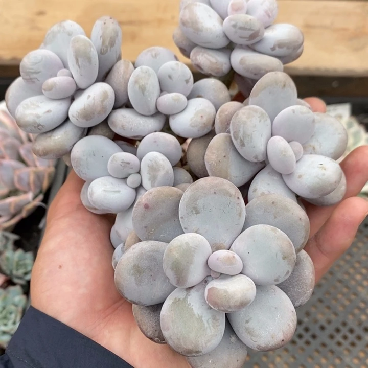 原始奶酪多肉植物A821