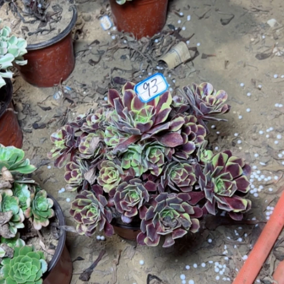 【闪购商品】欧家丽93