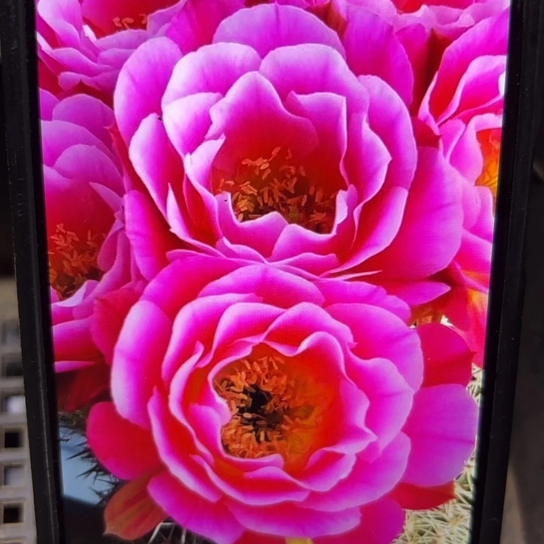 丘比特侧牙20包邮56