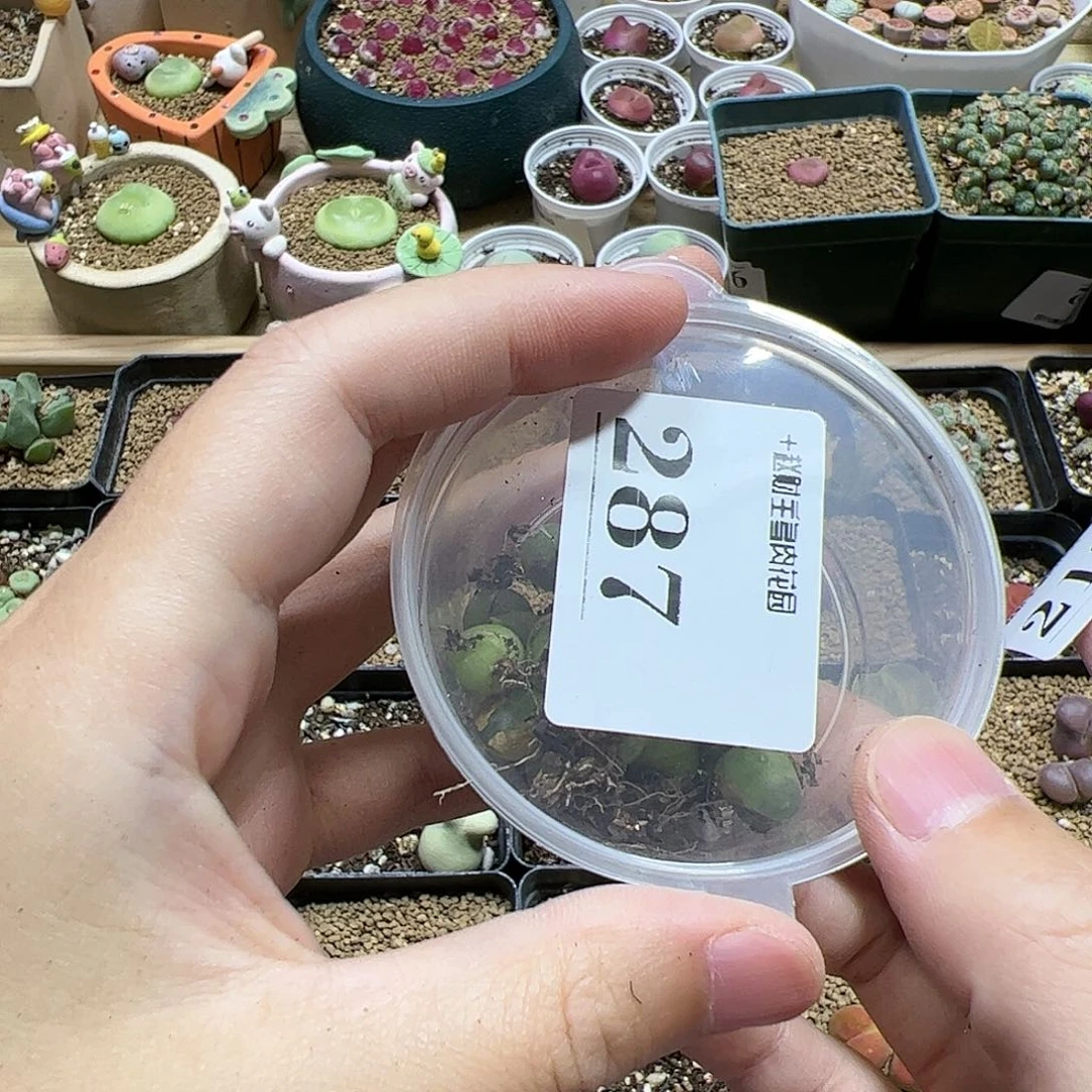 【闪购商品】212 开播福利