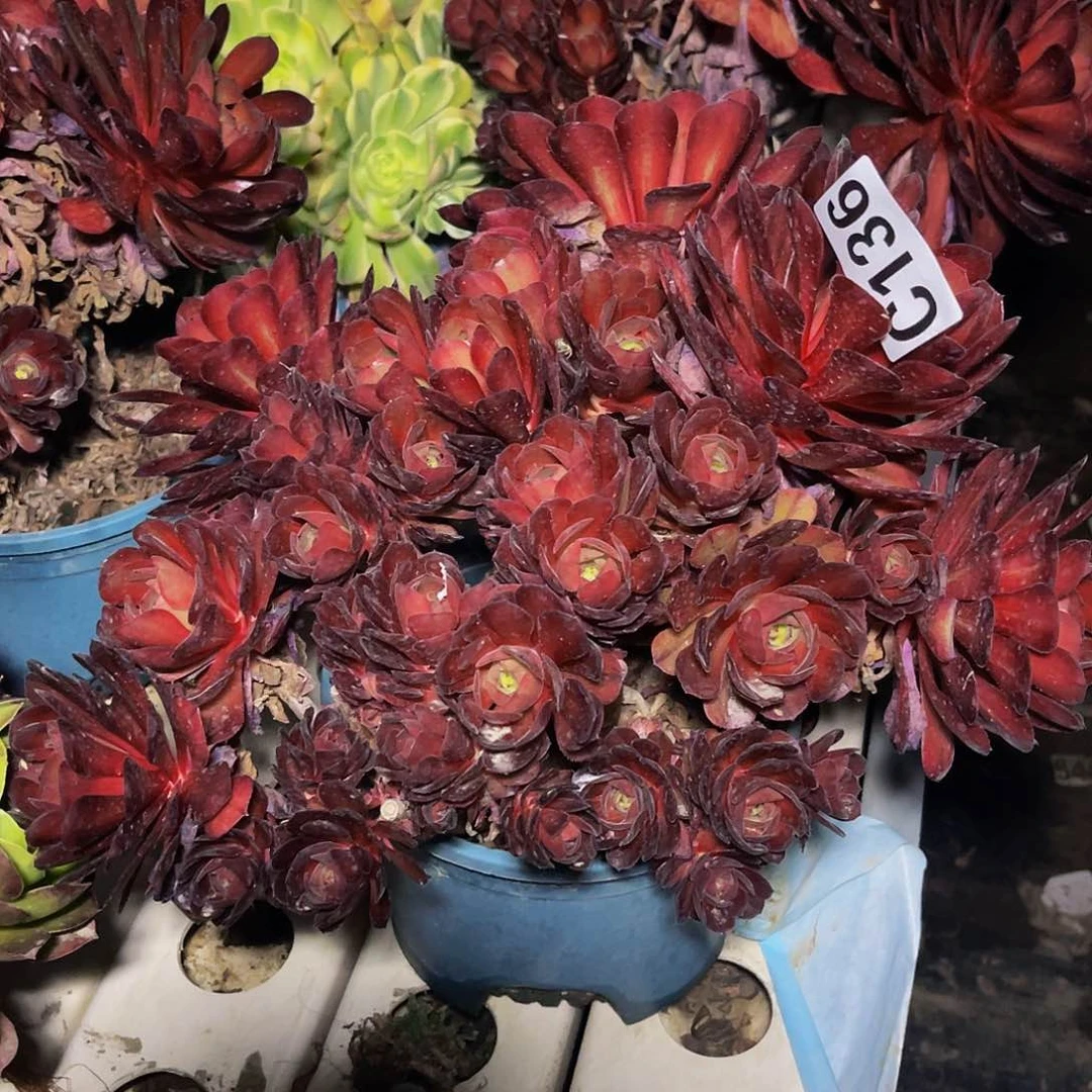 万七彩法师7–34包邮