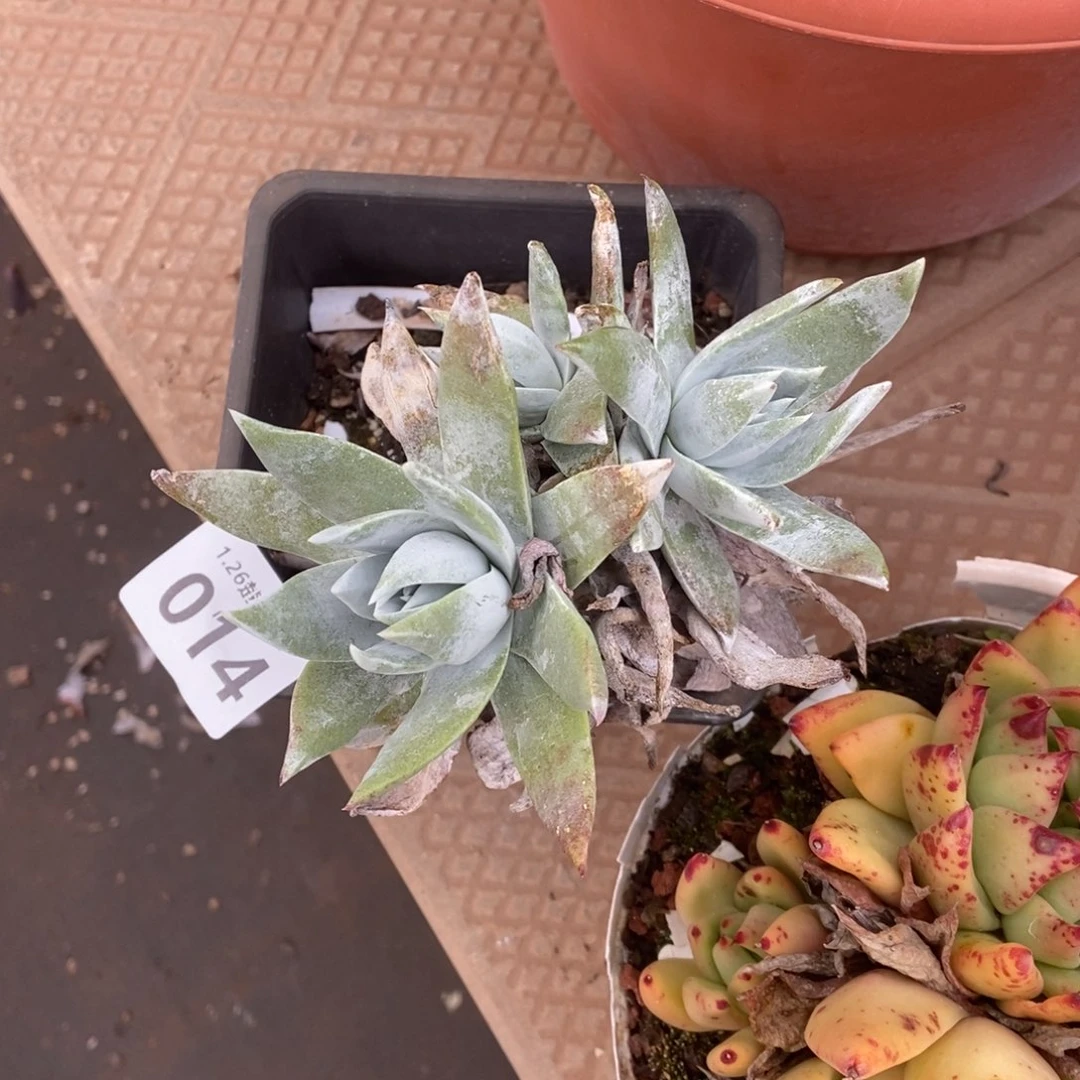 014多肉植物啦啦啦