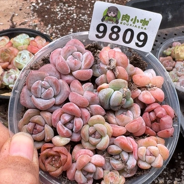多肉植物多肉植物
