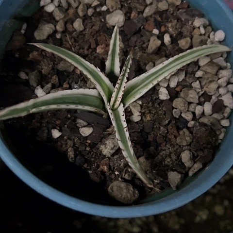 冰山锦龙舌兰植物