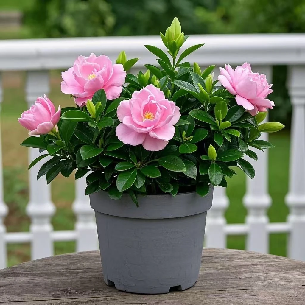 【大促新品】浓香型牡丹栀子花四季开花客厅阳台庭院花卉绿植盆栽