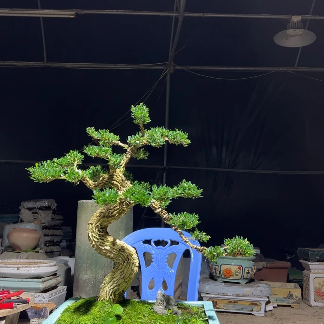 无花朵广东雀舌黄杨盆景
