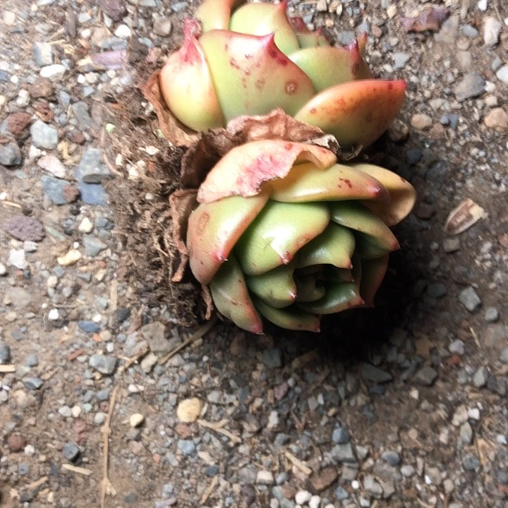 要****?8////////////////////