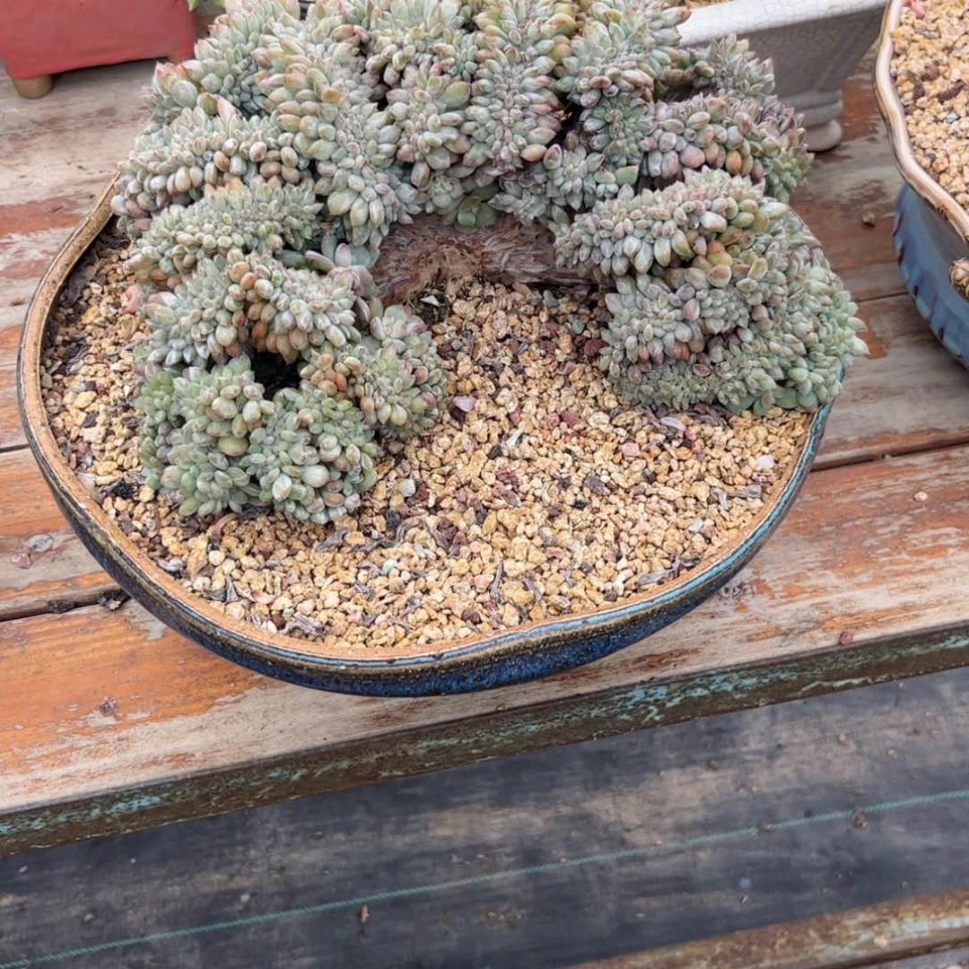 一***甜多肉植物1111111111