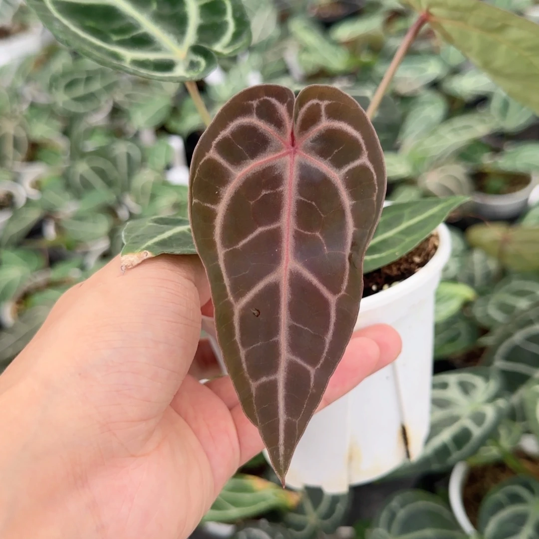 完全开放红水晶杂撕裂纹