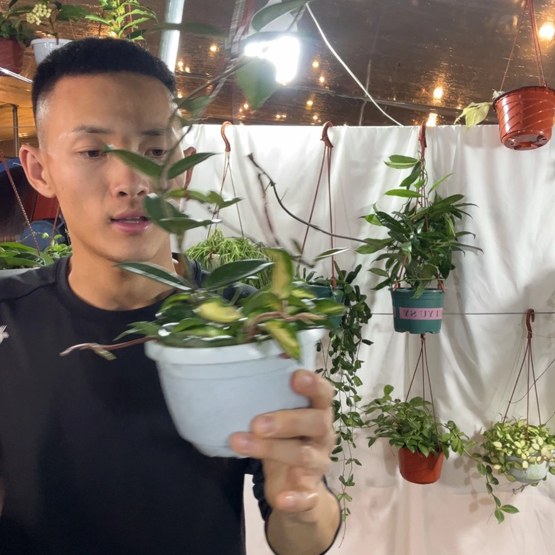 怀***4无花朵双拼球兰品种