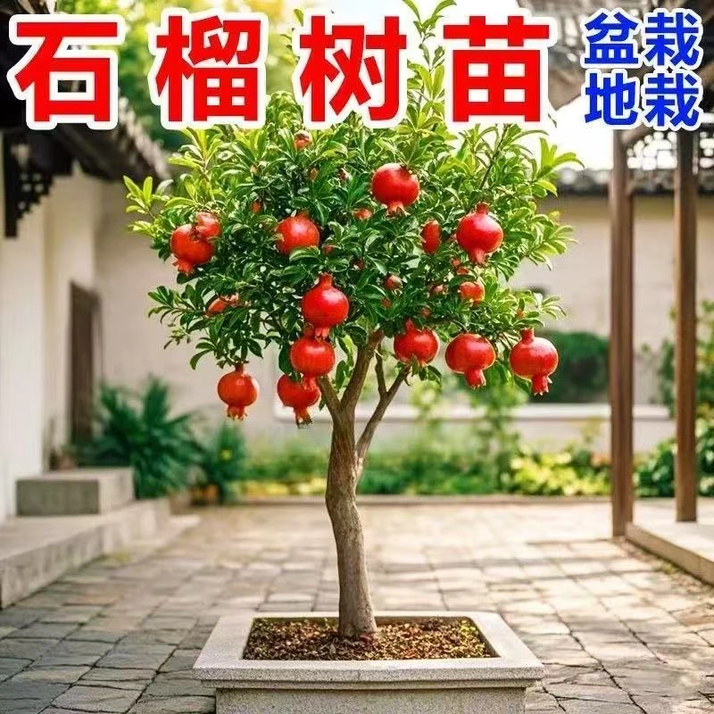 特大耐寒石榴树苗庭院盆栽地栽南北方种植当年结果树苗包成活